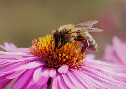 在菊花上的蜜蜂动物群昆虫翅膀植物群动物花园绿色黄色紫色宏观图片