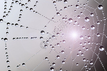 蜘蛛网网络水滴气泡背景图片