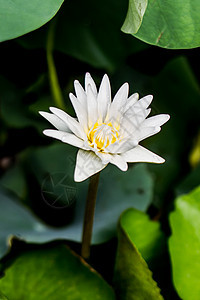 白莲粉百合荷花花园蓝色温泉池塘叶子卡片荒野植物图片