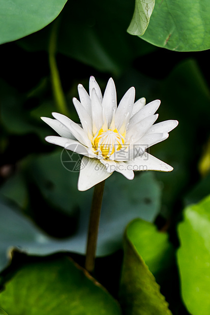 白莲粉百合荷花花园蓝色温泉池塘叶子卡片荒野植物图片