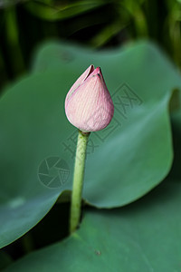 粉色莲花荒野环境卡片荷花池塘蓝色植物百合季节花园图片