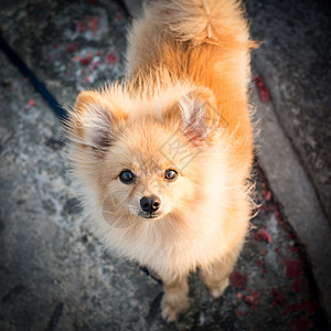 波波拉尼狗犬类毛皮尾巴白色玩具小狗图片