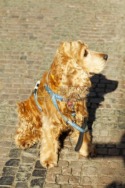 狗狗在等主人幸福金子乐趣喜悦犬类微笑猎犬跑步闲暇自由图片