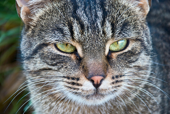 自然界中美丽的猫的肖像图片