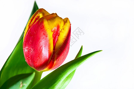 白色上孤立的红色郁金香美丽绿色快乐植物花束图片