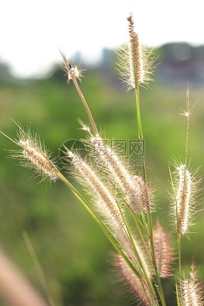 花草撞击阳光头发芦苇农场季节植物池塘太阳叶子场景场地图片