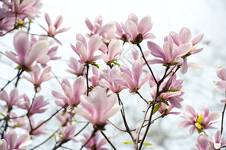 花朵树干植物群花瓣天空叶子生长粉色淡紫色图片