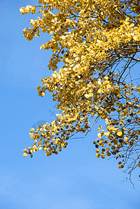 黄叶对准蓝天地平线环境蓝色叶子场景天空场地生长城市季节图片