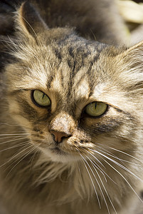 美丽的西伯利亚猫的肖像黄色小猫冒充动物哺乳动物黑色绿色眼睛白色头发图片