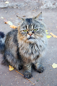 波斯猫坐在街上黄色虎斑哺乳动物绿色黑色小猫猫科头发冒充爪子图片