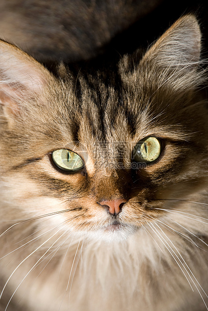 美丽的西伯利亚猫的肖像冒充黑色爪子黄色小猫宏观虎斑绿色白色哺乳动物图片