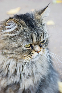 波斯猫坐在街上毛皮小猫头发黄色友谊猫科白色宠物眼睛动物图片