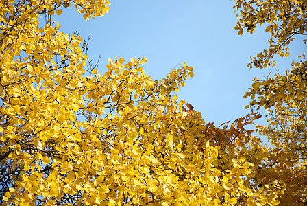 黄色秋树叶背景背景场景天气天空地平线树木土地植物阳光叶子生活背景图片