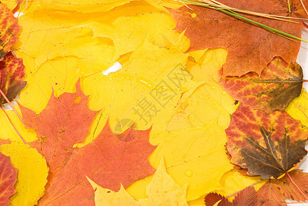 黄色秋树叶背景背景收藏环境宏观季节阳光框架静脉森林橙子植物背景图片