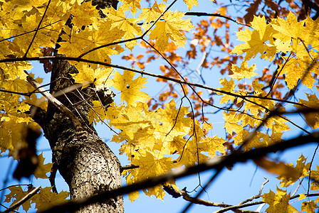 黄色秋树叶背景背景美丽金子宏观森林环境植物阳光叶子橙子生活背景图片