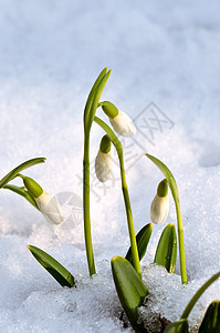 春雪花在森林中下雪花瓣植物群生活公园生长植物宏观花束花园季节图片