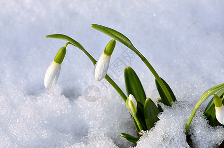 春雪花在森林中下雪生活季节植物植物学公园植物群森林花园团体叶子图片