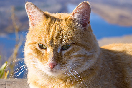 有关自然性质的猫冒充爪子孩子动物眼睛猫科虎斑晶须宠物毛皮图片