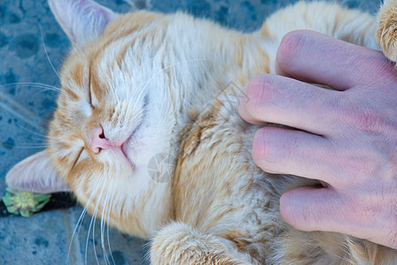 有关自然性质的猫友谊爪子毛皮动物虎斑食肉猫科孩子头发橙子图片