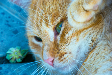 有关自然性质的猫冒充宠物眼睛猫科毛皮友谊虎斑头发食肉摄影图片