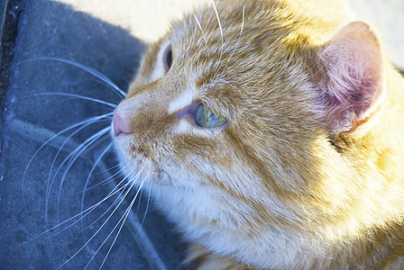 有关自然性质的猫毛皮橙子食肉爪子宠物头发友谊孩子猫科摄影图片