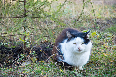 有关自然性质的猫猫科孩子冒充友谊橙子食肉头发晶须眼睛摄影图片