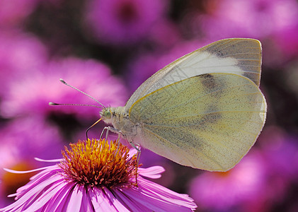 白卷菜蝴蝶黄色动物菊花白色动物群宏观植物群红色翅膀紫色图片