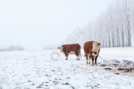 两头牛在冬季牧场上图片