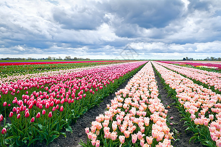 春天荷兰的郁金地图片