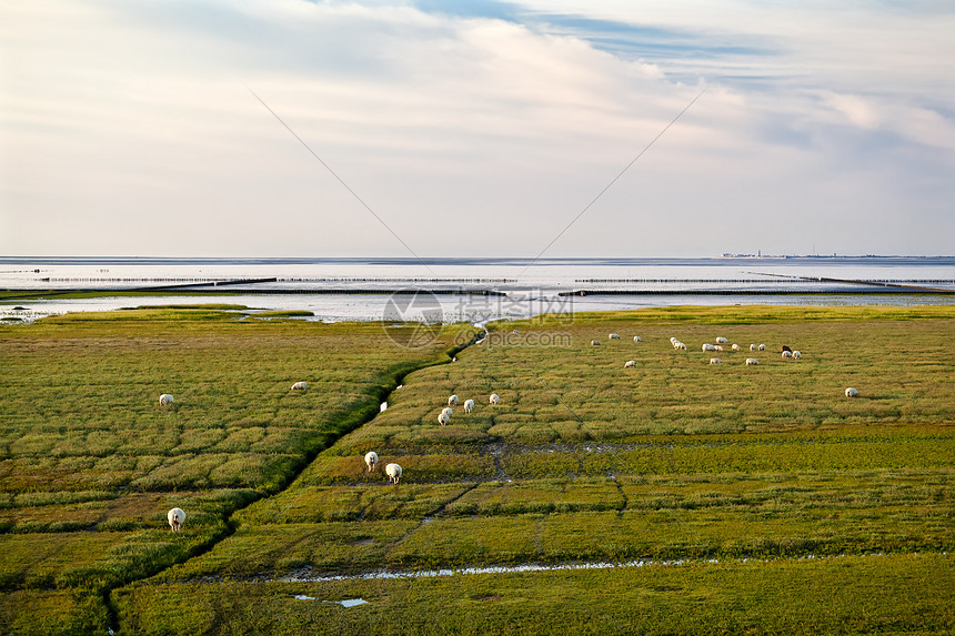 北海沼泽的绵羊图片