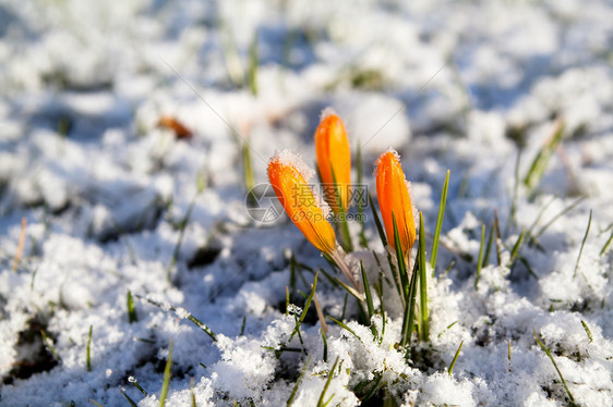 雪中的黄花图片