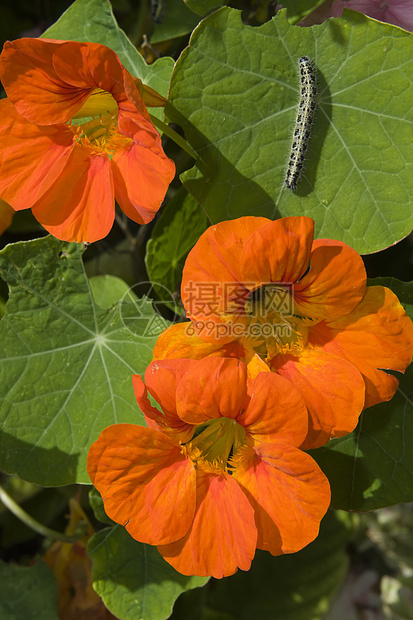 食用绿叶的毛毛虫毛虫叶子野生动物环境控制昆虫树叶荒野雄蕊害虫图片