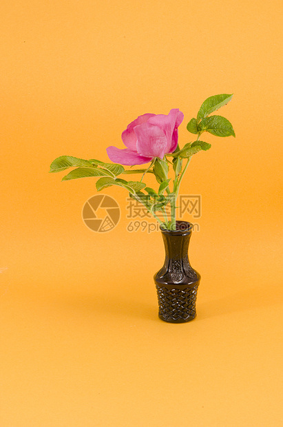 小花瓶中的野玫瑰花图片