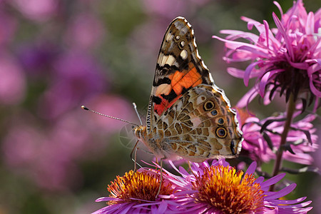 菊花上的蝴蝶小姐蓝色翅膀黑色动物昆虫彩绘宏观动物群植物群图片