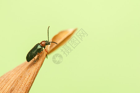 欧伦甲虫宏观绿色翅膀野生动物昆虫学几丁质鞘翅目漏洞叶子图片