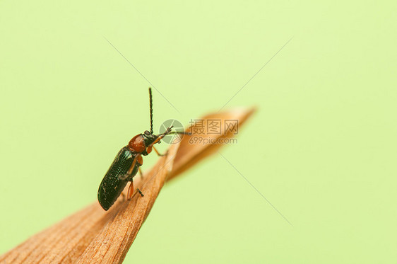 欧伦眼睛天线荒野绿色背板鞘翅目甲虫几丁质叶子翅膀图片