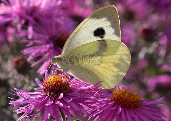 白卷菜蝴蝶动物群植物群翅膀菊花紫色花园昆虫白色红色动物图片