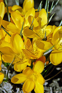 黄色花朵植物草地地面叶子植物群花园绿色季节性树叶花瓣图片