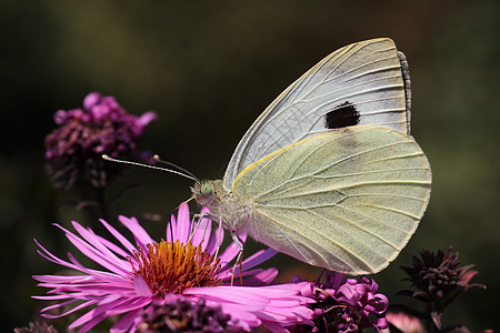 蝴蝶坐在花朵上动物群翅膀植物群动物宏观绿色菊花黄色花园昆虫图片