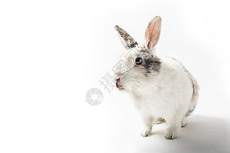 白背景的兔子荒野生活毛皮宠物居住生物头发小狗婴儿爪子图片