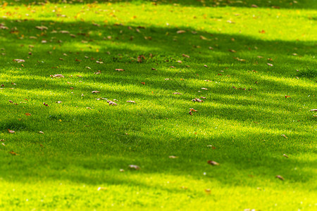 草地上的树叶植物土地娱乐场地绿色植物花园草皮公园阴影植物群图片