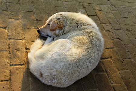 狗睡觉路面犬类动物哺乳动物说谎毛皮睡眠白色地面图片