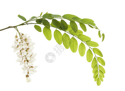 acacia 亚卡西亚白色植物花序植物群叶子图片