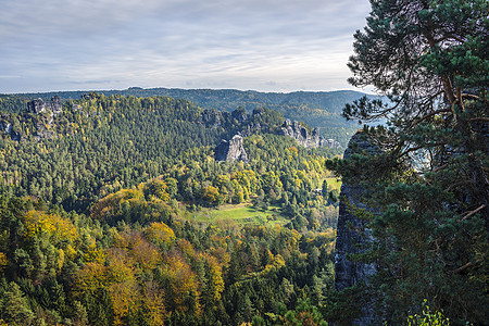 瑞士萨克森的森林图片