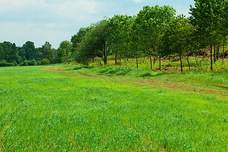 绿草和有云的天空季节气候云景牧场蓝色土地地平线公园风景植物图片