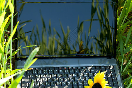 绿色笔记本电脑中的绿草和向日葵数据技术场地教育键盘展示屏幕办公室通讯机动性图片