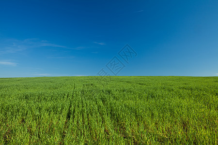 绿草和蓝天空植物场景云景城市土地美化天空太阳公园季节图片