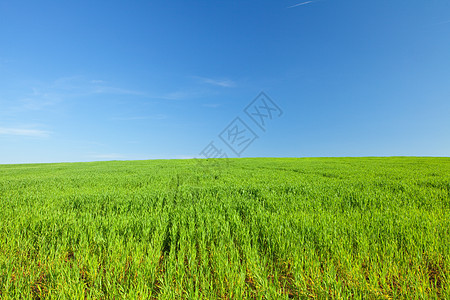 绿草和蓝天空土地公园太阳院子风景草地蓝色地平线场景天空图片