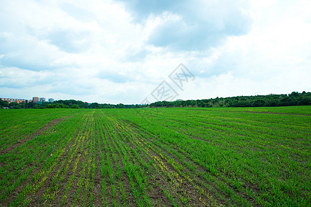 绿草和有云的天空土地牧场公园阳光植物地平线风景环境城市草地图片