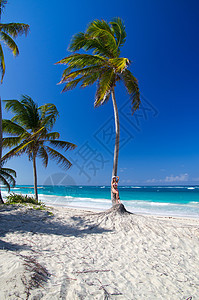女人在沙滩上放松热带假期成人季节旅行乐趣海洋享受闲暇棕榈图片